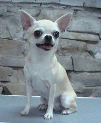 Shorthaired Chihuahua Cute Chihuahua Chihuahua Love Cute Dogs