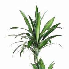 Image result for Dracaena steudneri