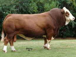 Pin On My Cattle