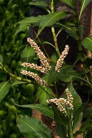 Image result for Persicaria senegalensis