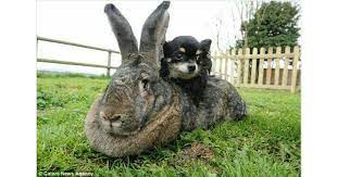 These rabbits can reach up to 30 inches long and normally weigh between 15 and 22 lbs on average. Flemish Giant Rabbit The Largest Domestic Rabbit Breed The Pets Dialogue