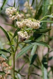 Image result for Boscia salicifolia
