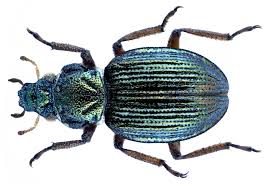 Ochthebius Halbherri Reitter 1890 In 2020 Alpes Maritimes Alps Photo