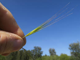 Image result for Bromus diandrus