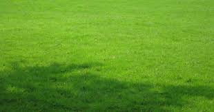 Rollrasen Der Perfekte Rasen Rasen Garten Grun