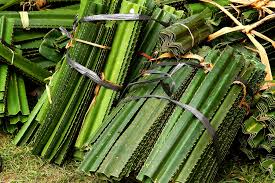 Boleh dikatakan setiap rumah di kawasan kampung ada menanam pokok pandan di sekeliling rumah. Foto Menyelami Arti Pandan Berduri Bagi Masyarakat Tenganan Bali Mongabay Co Id Mongabay Co Id