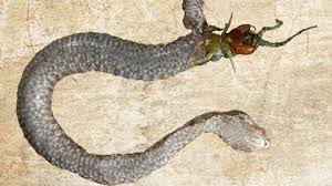 Un Mille Pattes Devore L Estomac D Une Vipere Pour S En Echapper