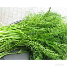 Bumi mungkin boleh lupa berputar. Jual Daun Adas Sowa Dill Leaves Fresh Di Lapak Jono Bukalapak