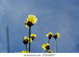 Image result for Xyridaceae