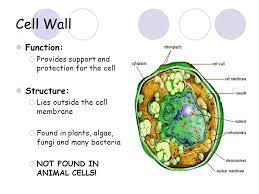 A cell wall is an outer layer surrounding certain cells that is outside of the cell membrane. The Cell Wall Elink