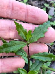 Image result for Enydra fluctuans