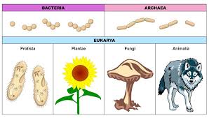 Domains Of Life Bioninja