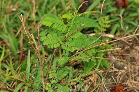 Image result for Aneilema lanceolatum