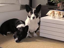 The pembroke welsh corgi black and white is a loyal companion. Black And White Cardigan Corgis Corgi Cardigan Corgi Corgi Nation