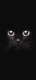 We Brought Together The Best 90 Wallpaper For Iphone X Amazing Wallpaper For Iphone X Iphone Wallpaper Iphone Backgro Animal Wallpaper Cat Wallpaper Cat Art
