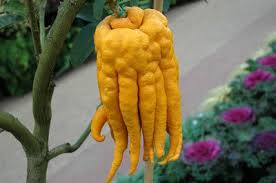Pin On Buddhas Hand