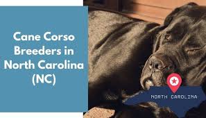 Find, rate,and review your best local business & public services,beauty spas, arts & entertainment,food & restaurant,and more in. 24 Cane Corso Breeders In North Carolina Nc Cane Corso Puppies For Sale Animalfate