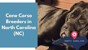 Rottweiler puppies grow into big dogs. 24 Cane Corso Breeders In North Carolina Nc Cane Corso Puppies For Sale Animalfate
