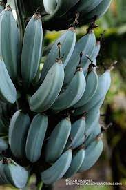 These are classified into groups blue java seeds are notoriously unreliable, and that's if you ever see them at all. Pin On Egzotikus Viragok
