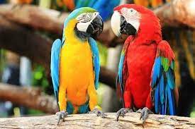Guacamayo Rojo Y Guacamayo Azul Y Amarillo Mirandose Parrot Grey Art Print Macaw