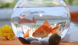 Do You Ever Wonder If Your Fish Get Bored? : R/Aquariums
