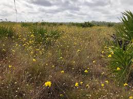 Image result for Xyridaceae