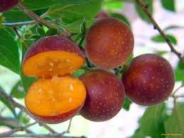 Image result for Dovyalis afra