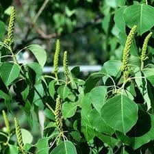 Image result for Sapium