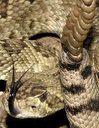 Pin On Snakes And Lizards