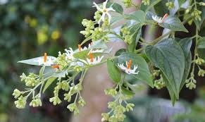 Parijat Leaves Side Effects You Need To Know Online Ayurveda