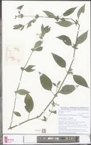 Image result for Justicia striata