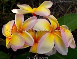 Plumeria Rubra Puu Kahea Plumeria Frangipani Flowers