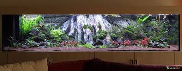 Amazonas Xl In The Huge Aquarium Aquarium Backgrounds Aquascape Aquarium