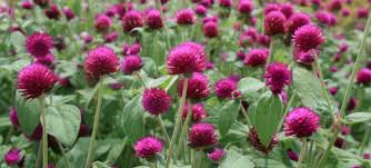 Plant alongside other annuals with similar growing needs such as sweet potato vine, pelargonium, or angelonia. Gomphrena Can Be Big Flowering Annuals All Around Purple Gomphrena Is A 2 Foot Tall Plant That A Globe Amaranth Drought Resistant Plants Flower Seeds Packets