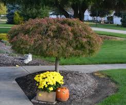 With proper pruning, many varieties of japanese dwarf maple trees can be grown in containers. How To Grow Japanese Red Maple Trees From Seed Mike S Backyard Nursery