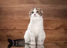 Are Scottish Fold Cats Affectionate? Facts & FAQ - Catster