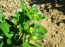 Con il nome portulaca si fa riferimento a diverse piante, tra queste figurano due categorie ben. Portulaca La Pianta Pazzesca Viridea