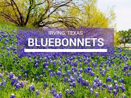 Indian tribes passed down stories from generation to generation about the. Bluebonnets In Irving Tx Where To Find Wildflowers