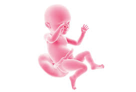 Evolutia intrauterina a fatului din momentul fertilizarii si pana in momentul nasterii. Esti In Saptamana 39 38 Saptamani Si Zile Dr Erna Stoian