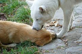Why Do My Dog S Ears Stink 8 Causes Of Dog Ear Odor Pethelpful