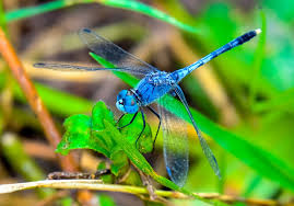 Black And Blue Dragonfly Meaning Pin By Brooke Howell On Odonata Dragonfly Meaning Spirit Animal Your Spirit Animal