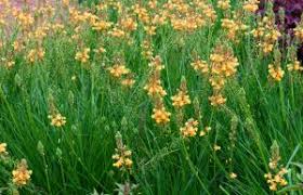 Check spelling or type a new query. When It Comes To Florida Landscape Color Orange Crushes It Artistree Artistree