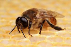 We would like to show you a description here but the site won't allow us. Http Www Pedigreeapis Org Biblio Artcl Wsdrones15fr Pdf