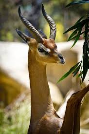 Gerenuk Or Waller S Gazelle Litocranius Walleri Animals Animals Beautiful Interesting Animals