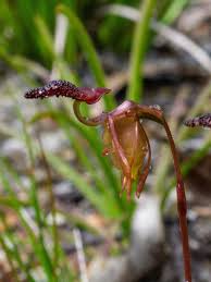 Image result for Selago dinteri