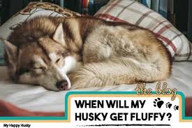 Why Your Husky Isn T Fluffy And What You Can Do About It My Happy Husky