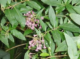 Image result for Cestrum × cultum