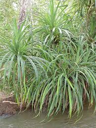 Image result for Pandanus chiliocarpus