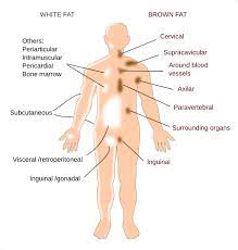 Brown fatty tissue burns carbohydrates to create heat, and for this reason, it. Animal Tissues Adipose Tissue Atlas Of Plant And Animal Histology