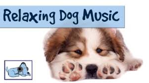 Fireworks Storms Music Pet Relax Therapy